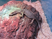 Load image into Gallery viewer, Savannah Monitor babies
