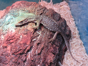 Savannah Monitor babies
