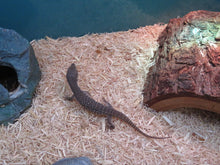 Load image into Gallery viewer, Savannah Monitor babies
