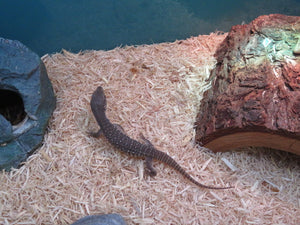 Savannah Monitor babies