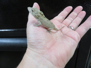 Cuban False Chameleon babies