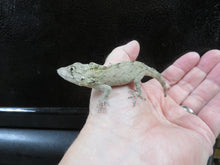 Load image into Gallery viewer, Cuban False Chameleon babies
