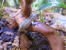 Load image into Gallery viewer, Cuban False Chameleon babies
