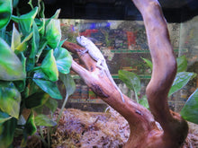 Load image into Gallery viewer, Cuban False Chameleon babies
