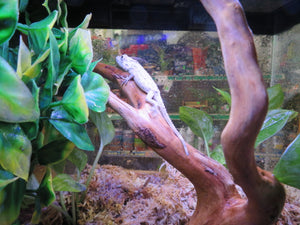 Cuban False Chameleon babies