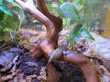 Load image into Gallery viewer, Cuban False Chameleon babies
