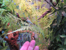 Load image into Gallery viewer, Veiled Chameleon babies
