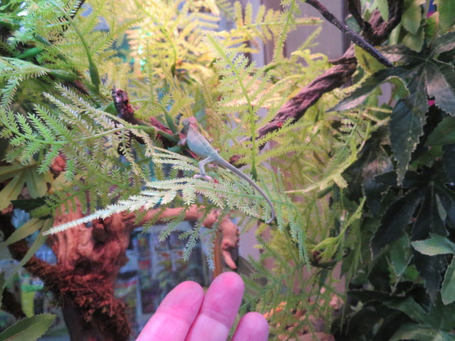 Veiled Chameleon babies