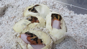 Fire Pied Ball Python aka Pyro Pied