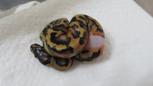 Load image into Gallery viewer, Fire Pied Ball Python aka Pyro Pied
