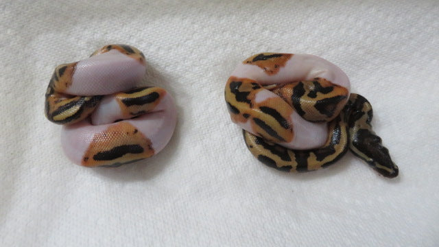 Ball Python Fried Fire Pied Ball Python aka Pyro Ball Python B2/B3 – Stingers Reptile ...