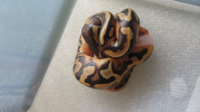 Load image into Gallery viewer, Fire Pied Ball Python aka Pyro Pied

