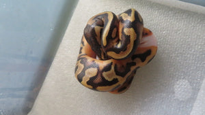 Fire Pied Ball Python aka Pyro Pied