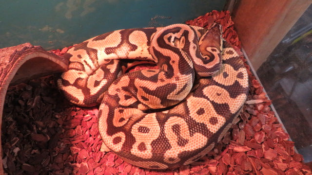 Ball Python Rehome Pastel Male