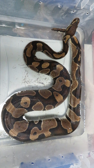 Ball Python Rehome