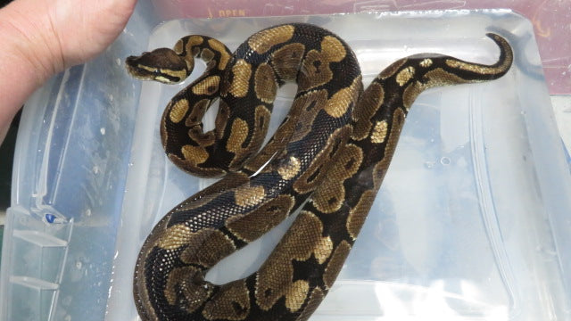 Ball Python Rehome 2