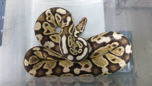Ball Python Rehome 