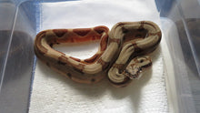Load image into Gallery viewer, Hypo Jungle Boa Male B9

