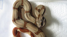 Load image into Gallery viewer, Hypo Jungle Boa Male B9
