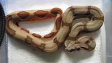 Load image into Gallery viewer, Hypo Jungle Boa Male B9
