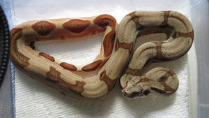 Hypo Jungle Boa Male B9