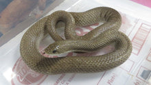 Load image into Gallery viewer, Giant Blonde Hognose Snake
