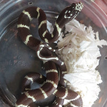 Load image into Gallery viewer, California King Babies
