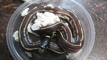 Load image into Gallery viewer, California King Babies
