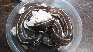 California King Babies