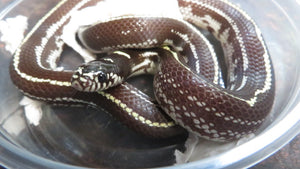 California King Babies