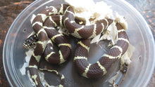 Load image into Gallery viewer, California King Babies
