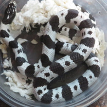 Load image into Gallery viewer, Black &amp; White Banded California King

