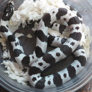 Black & White Banded California King