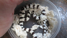 Load image into Gallery viewer, Black &amp; White Banded California King
