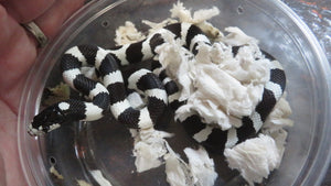 Black & White Banded California King