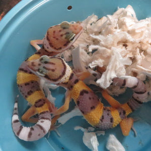 Leopard Gecko Babies