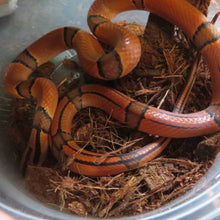 Load image into Gallery viewer, Bamboo Rat Snake
