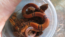 Load image into Gallery viewer, Bamboo Rat Snake
