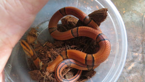 Bamboo Rat Snake