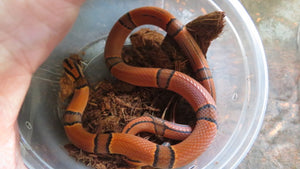 Bamboo Rat Snake