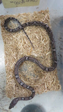 Load image into Gallery viewer, Charcoal Corn Snake
