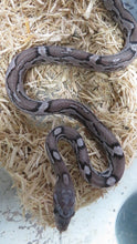Load image into Gallery viewer, Charcoal Corn Snake
