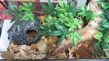Load image into Gallery viewer, Bamboo Rat Snake
