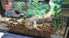 Load image into Gallery viewer, Bamboo Rat Snake
