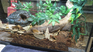 Bamboo Rat Snake