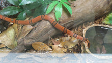 Load image into Gallery viewer, Bamboo Rat Snake
