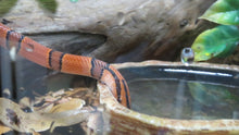 Load image into Gallery viewer, Bamboo Rat Snake
