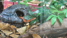 Load image into Gallery viewer, Bamboo Rat Snake
