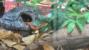 Bamboo Rat Snake