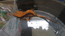 Load image into Gallery viewer, Crested Gecko baby CG7
